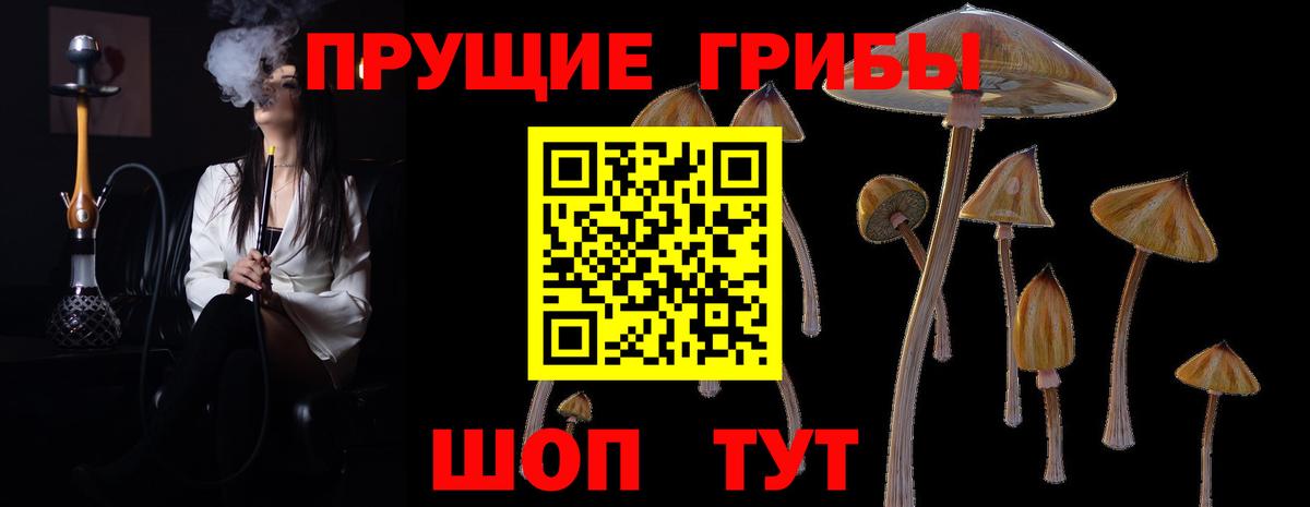 Галлюциногенные грибы Psilocybine cubensis Благовещенск